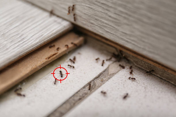 Best Exterminator Services  in Shawnee Hills, OH