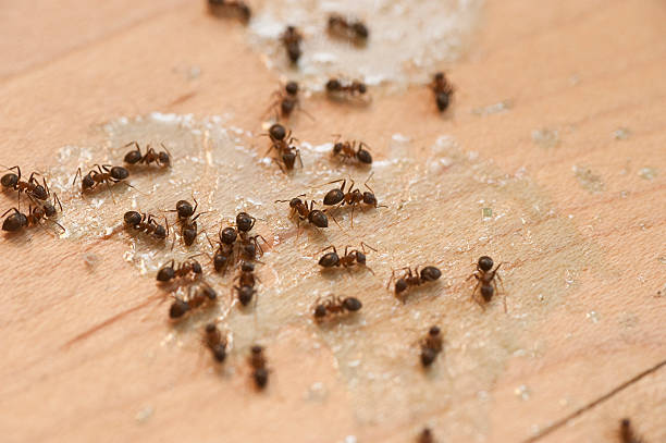 Best Pest Removal Services  in Shawnee Hills, OH