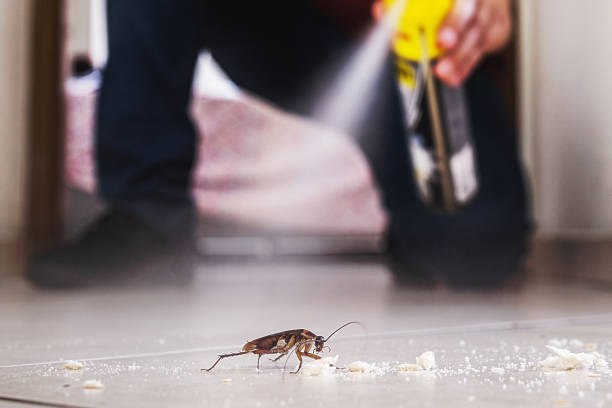 Wasp Removal Services in Shawnee Hills, OH